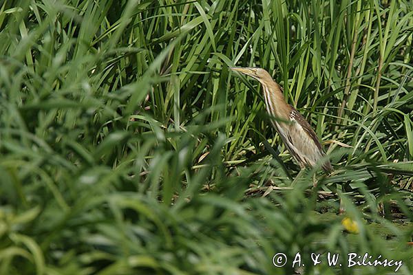 Bączek, Ixobrychus minutus