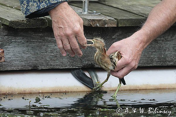 Bączek, Ixobrychus minutus, młodociany
