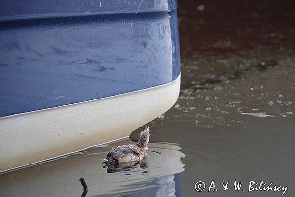 Bączek, Ixobrychus minutus, młodociany