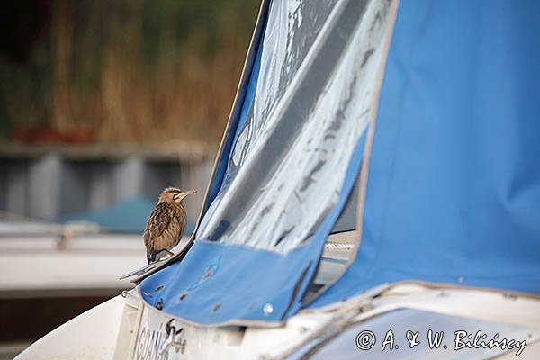 Bączek, Ixobrychus minutus, młodociany
