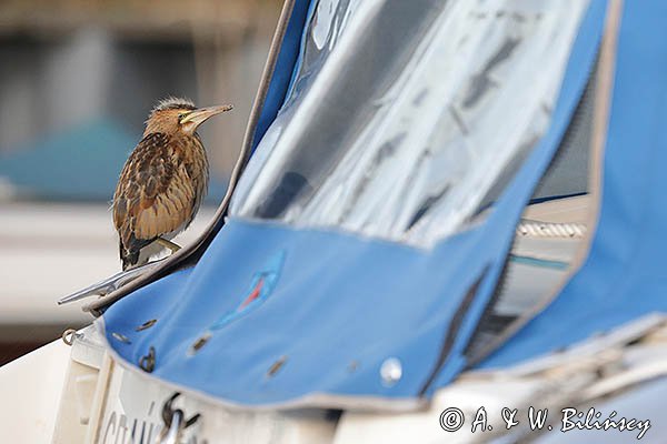 Bączek, Ixobrychus minutus, młodociany