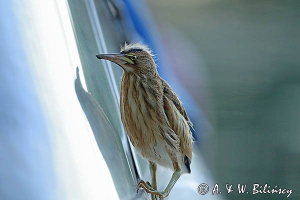 Bączek, Ixobrychus minutus, młodociany