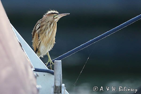 Bączek, Ixobrychus minutus, młodociany