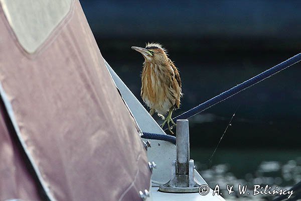 Bączek, Ixobrychus minutus, młodociany