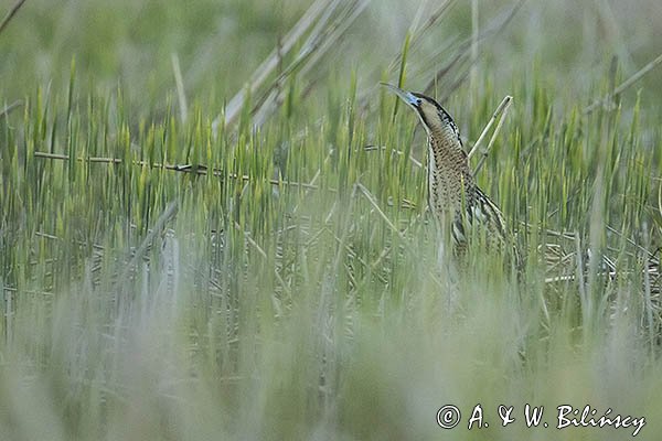 Bąk, Botaurus stellaris