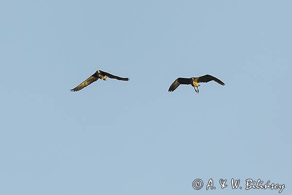 Bąk, para w locie, Botaurus stellaris