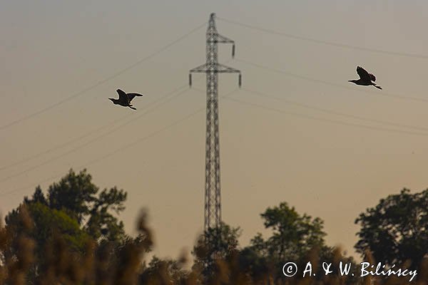 Bąk, para w locie, Botaurus stellaris