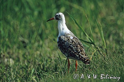 batalion Philomachus pugnax) samiec