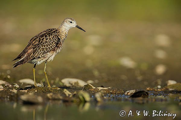 Batalion, bojownik batalion, bojownik zmienny, biegus bojownik, bojownik odmienny, Calidris pugnax