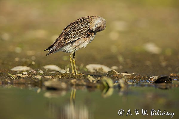 Batalion, bojownik batalion, bojownik zmienny, biegus bojownik, bojownik odmienny, Calidris pugnax