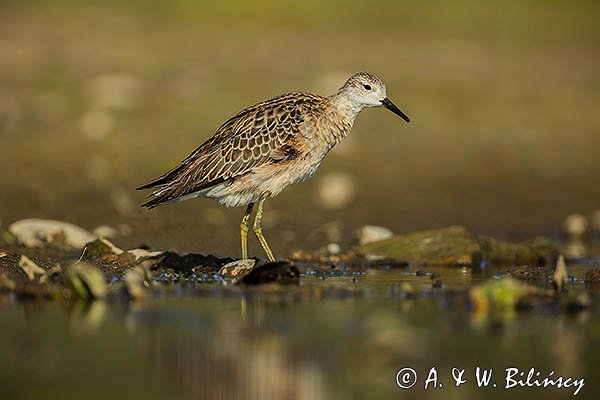 Batalion, bojownik batalion, bojownik zmienny, biegus bojownik, bojownik odmienny, Calidris pugnax