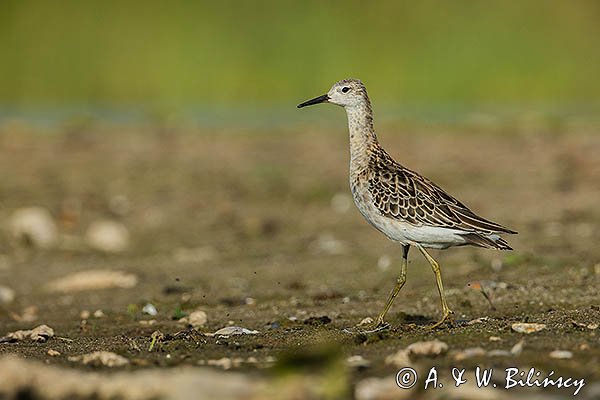Batalion, bojownik batalion, bojownik zmienny, biegus bojownik, bojownik odmienny, Calidris pugnax