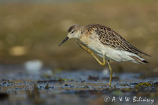 Batalion, bojownik batalion, bojownik zmienny, biegus bojownik, bojownik odmienny, Calidris pugnax