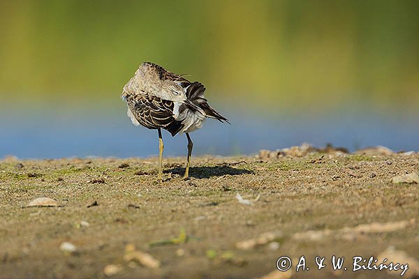 Batalion, bojownik batalion, bojownik zmienny, biegus bojownik, bojownik odmienny, Calidris pugnax