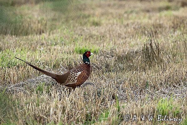 Bażant, samiec, Phasianus colchicus,