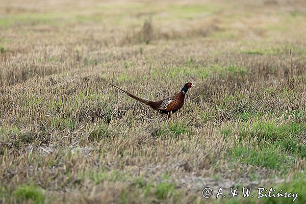 Bażant, samiec, Phasianus colchicus,