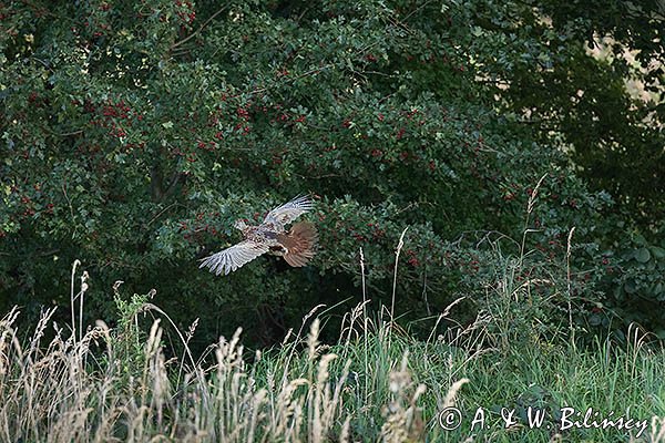 Bażant, samiac, Phasianus colchicus,