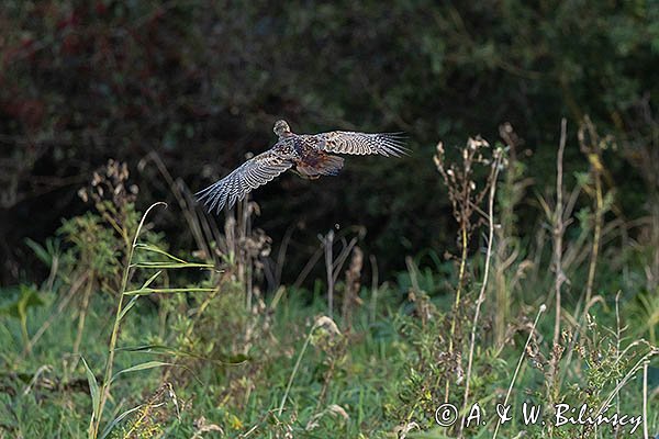 Bażant, samica, Phasianus colchicus,