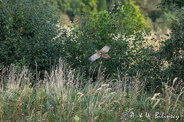 Bażant, samiac, Phasianus colchicus,