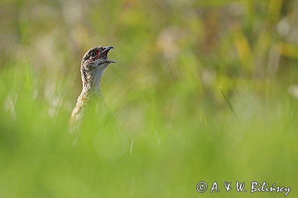 Bażant, samica, kura z młodymi, Phasianus colchicus