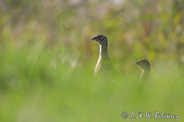 Bażant, samica, kura z młodymi, Phasianus colchicus