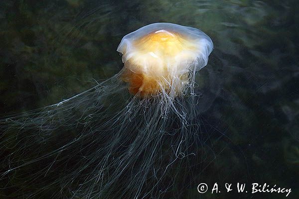 Bełtwa włosiennik, bełtwa festonowa, Cyanea capillata, Skagerrak