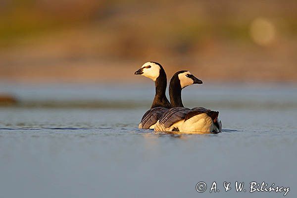 bernikla białolica, Branta leucopsis, para