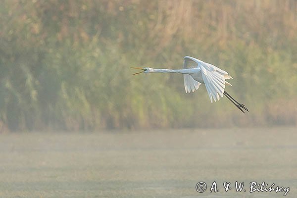 Czapla biała, Ardea alba