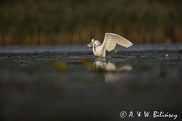 Czapla Biała nad Nogatem, Żuławy Wiślane, Ardea alba