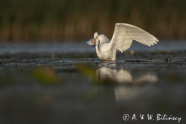 Czapla Biała nad Nogatem, Żuławy Wiślane, Ardea alba