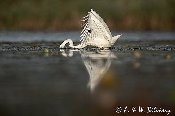 Czapla Biała nad Nogatem, Żuławy Wiślane, Ardea alba