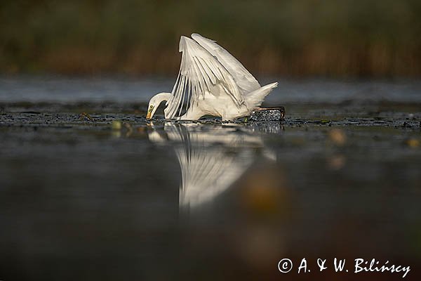 Czapla Biała nad Nogatem, Żuławy Wiślane, Ardea alba