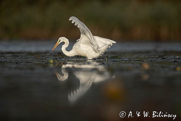 Czapla Biała nad Nogatem, Żuławy Wiślane, Ardea alba