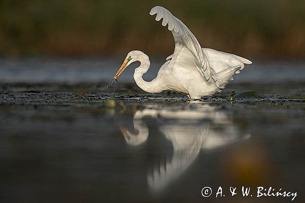 Czapla Biała nad Nogatem, Żuławy Wiślane, Ardea alba