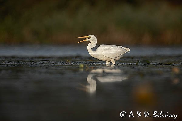 Czapla Biała nad Nogatem, Żuławy Wiślane, Ardea alba