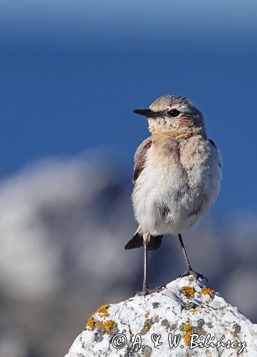 Białorzytka zwyczajna, białorzytka, Oenanthe oenanthe, samica