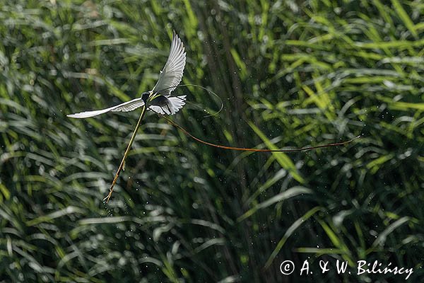 Rybitwa białowąsa, Chlidonias hybrida