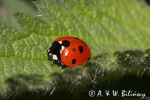 Biedronka siedmiokropka, Coccinella septempunctata