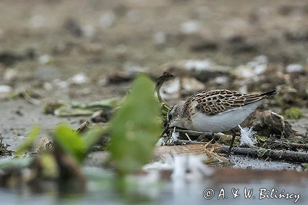Biegus malutki, Calidris minuta