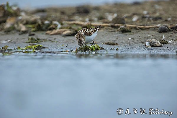 Biegus malutki, Calidris minuta