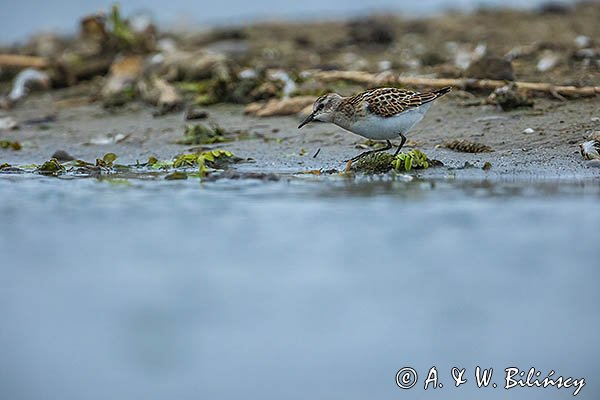 Biegus malutki, Calidris minuta