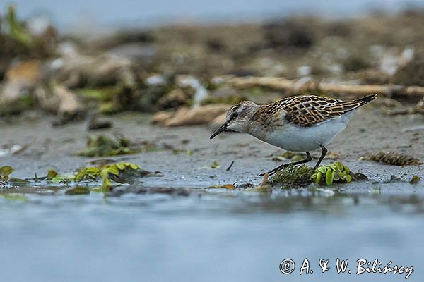 Biegus malutki, Calidris minuta