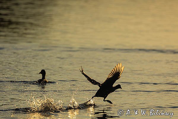 Łyska, Fulica atra, biegnąca po wodzie
