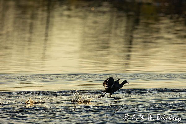 Łyska, Fulica atra, biegnąca po wodzie
