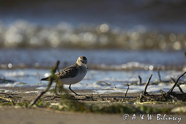 Biegus malutki, Calidris minuta