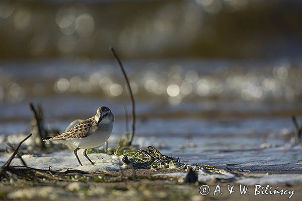 Biegus malutki, Calidris minuta