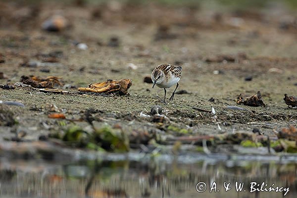 Biegus malutki, Calidris minuta