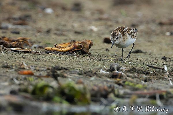Biegus malutki, Calidris minuta