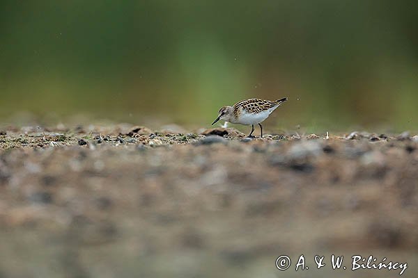 Biegus malutki, Calidris minuta