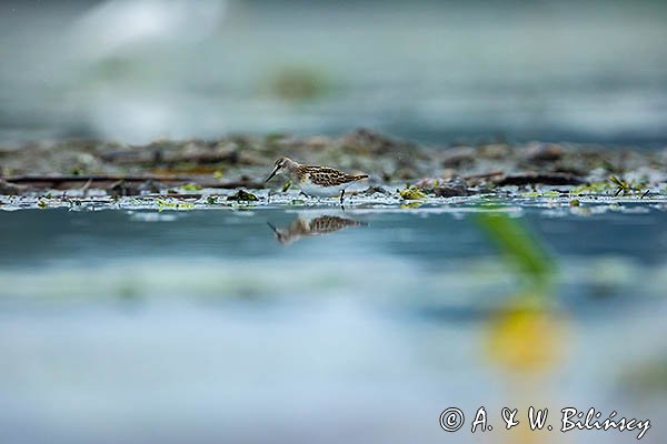 Biegus malutki, Calidris minuta